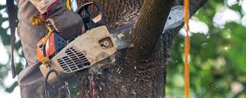 Best Tree Disease Treatment  in Winsted, CT