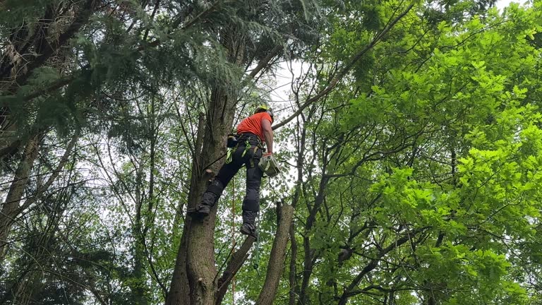 Best Fruit Tree Pruning  in Winsted, CT