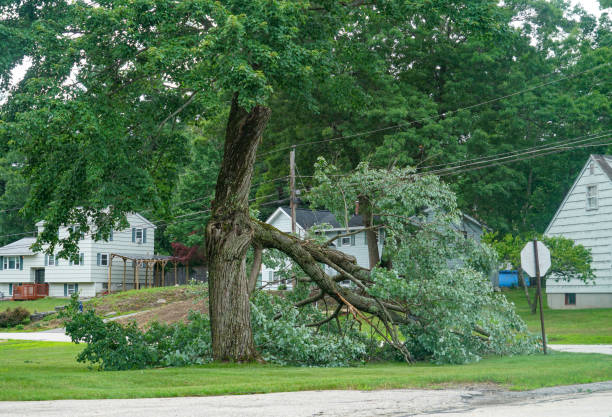 Best Hazardous Tree Removal  in Winsted, CT