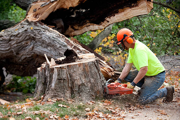 Best Fruit Tree Pruning  in Winsted, CT