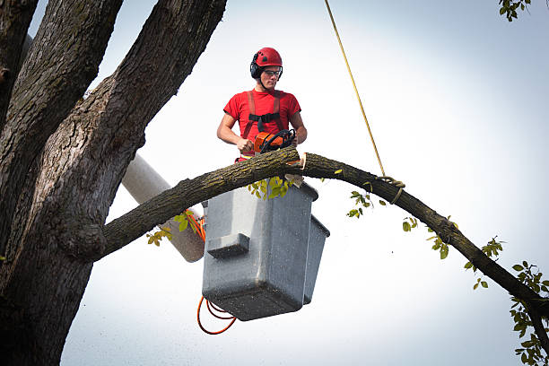 How Our Tree Care Process Works  in  Winsted, CT