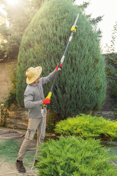 Best Tree Maintenance Programs  in Winsted, CT