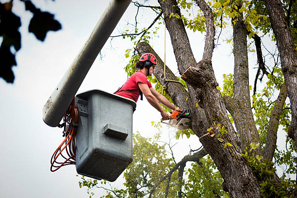 Best Palm Tree Trimming  in Winsted, CT