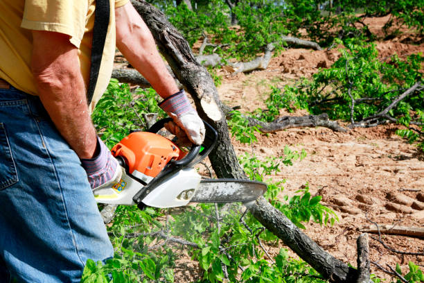 Best Arborist Consultation Services  in Winsted, CT